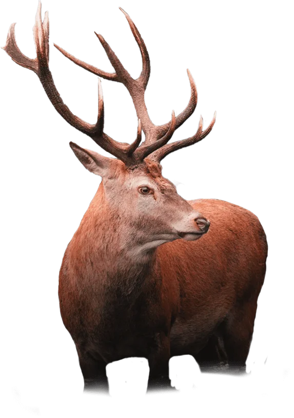 A deer with large antlers standing in the dark.