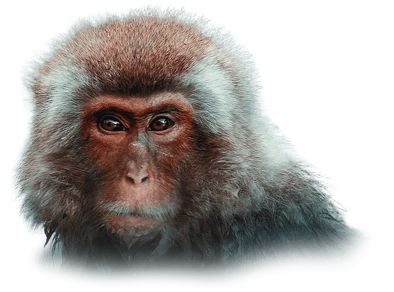 A monkey with long hair and a beard.