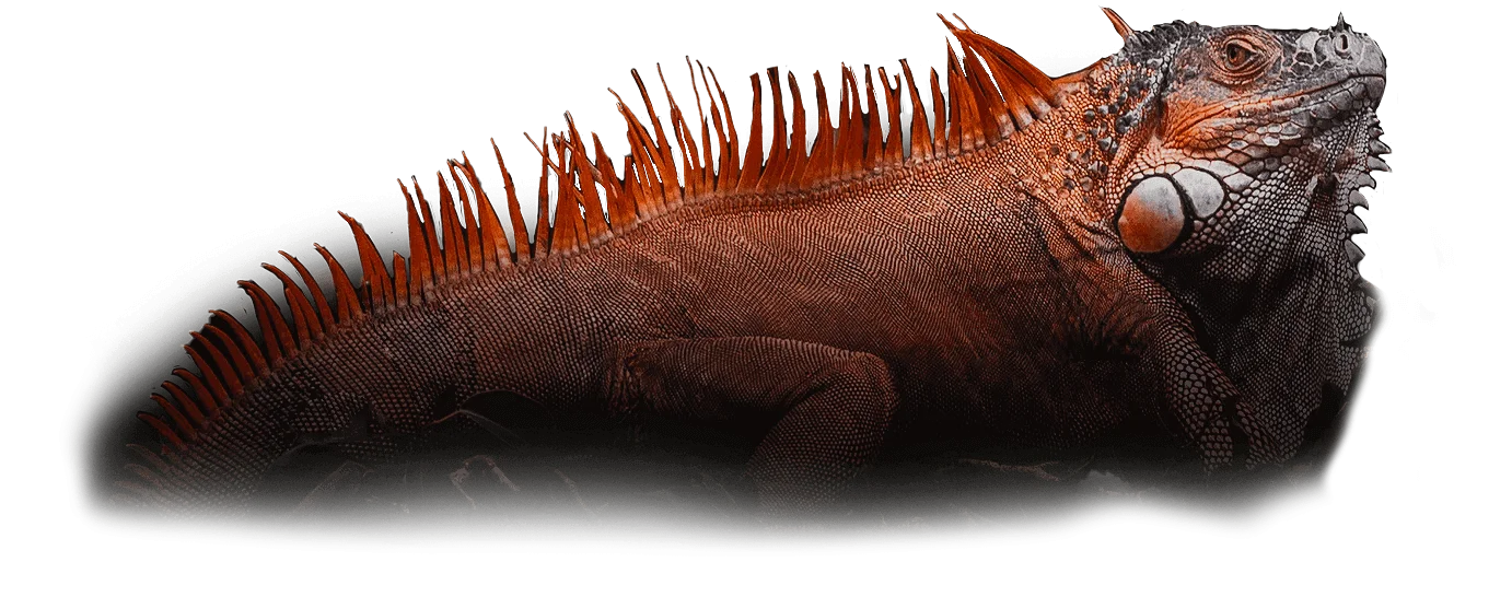 A close up of the top part of an animal.