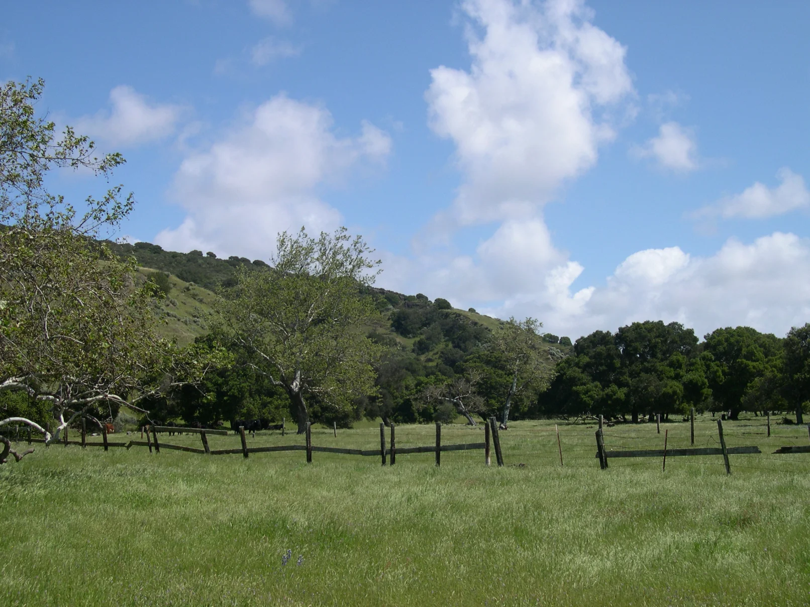 A field with trees and grass in the background.
