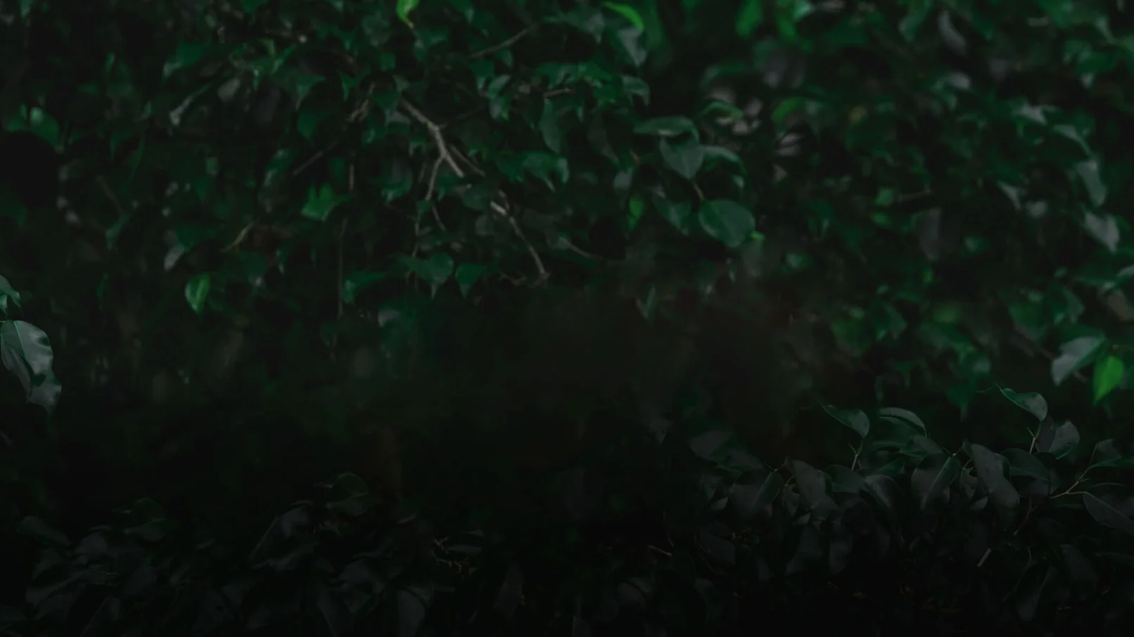 A blurry image of trees in the dark.