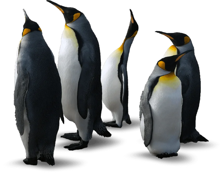 A group of penguins standing in the dark.