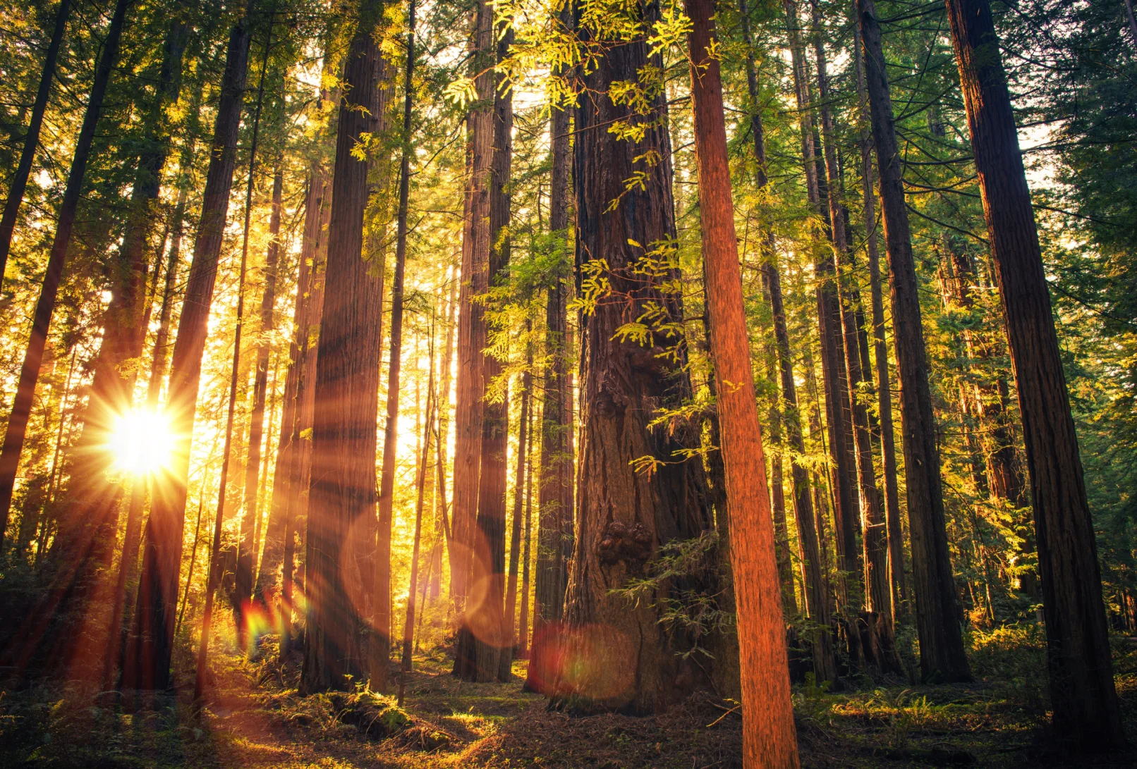 A forest filled with trees and sunlight coming through.