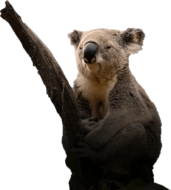 A koala bear is sitting on top of a tree.