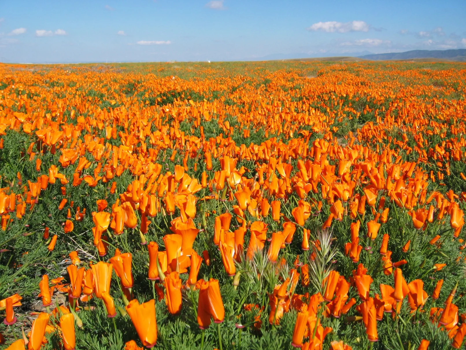 A field of orange flowers in the middle of a green grass covered hillside.