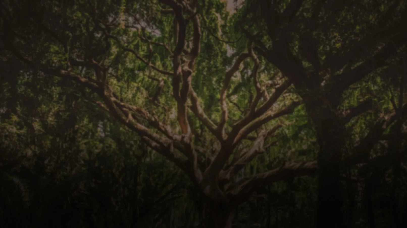 A tree with green leaves and branches in the middle of it.